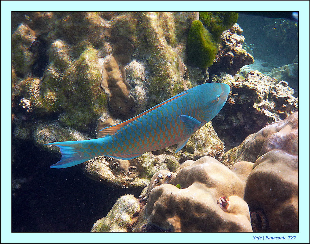 2011 - 03 - Koh Rok 08
